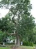 Pow-Wow Oak in Lowell, MA, September 2012