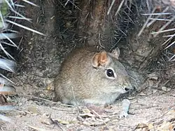 Brown cavy
