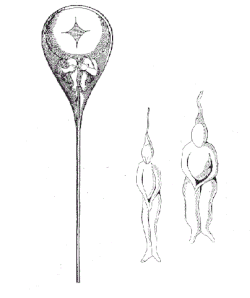Image 31Sperms as preformed humans. Painting of Nicolaas Hartsoeker 1695 (from History of genetics)