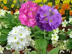 Colour forms