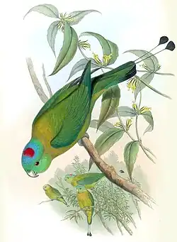 Drawing of a green parrot with yellow shoulders and a blue and red crown