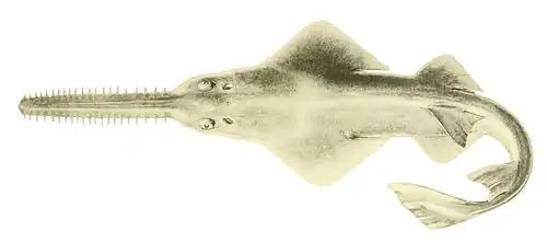 Sawfish, rays with long rostrums resembling a saw. All species are now endangered.[322]