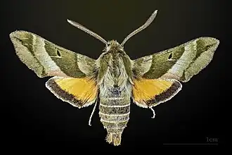 Male