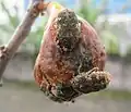 P. fusca feeding on figs fruit in Java, Indonesia
