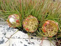 flower heads