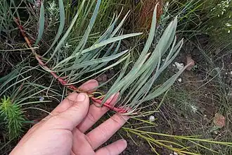 Protea tenax