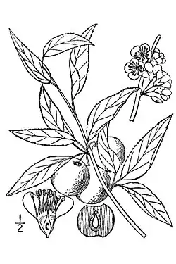 Flowers and fruit