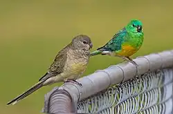The females are brown with a white underside with several black, half-circular marks across the body. The males are green with a bright-blue face and wings, blue-tipped wings, and a yellow belly