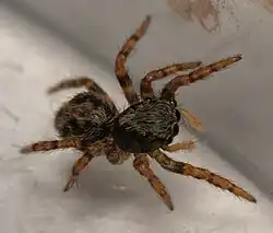 2&nbsp;mm long juvenile female