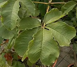 Leaves