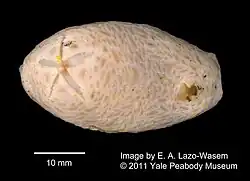 Psolus antarcticus.
