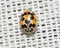 Psyllobora vigintimaculata