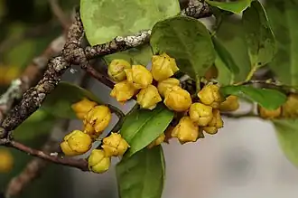 fruit