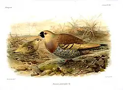 Madagascan sandgrouse