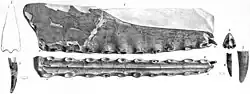 Illustrations of the C. cuvieri holotype.