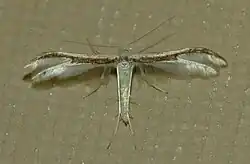 Adult, brown form