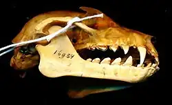 Bat skull