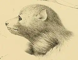 Drawing of bat head