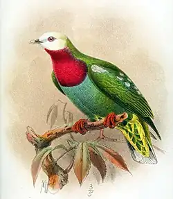 Illustration of a pigeon with a white head, red breast, and green body