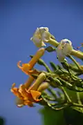 White and orange flowers