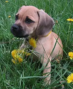 Image 11Puggle puppy (from Puppy)