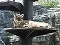 Cougar