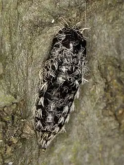Pupa