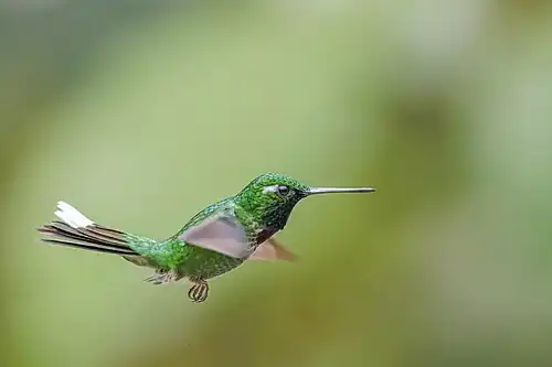 male, Ecuador