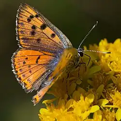 Showing its purple 'shot'