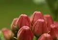 Closeup of an unopened flower