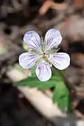 lilac individual