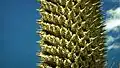 Inflorescence closeup