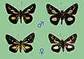 P. toshikoae male and female