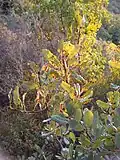 leaves with galls
