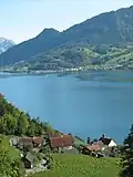 Quinten in early autumn