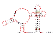 BTnc049 Secondary structure taken from the Rfam database. Family RF04179