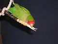 Pet playing