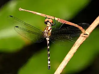 Female in Cairns