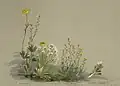 Ranunculus, myosotis australis (yellow forget-me-not)., notothlaspi australe