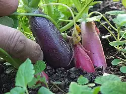Harvesting red