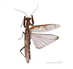 Mantis wings, the forewing leathery, the hindwing triangular