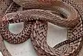 A Snake Charmer displaying Rat snake (farmer's friend) to public