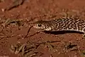 Rat snake display in Biligiriranga Hills, Karnataka