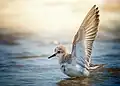 A Sanderling in Cagayan de Oro, Philippines