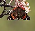 In Kullu district, Himachal Pradesh, India (around 11,500 feet (3,500&nbsp;m))