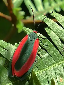 Retina rubrivitta