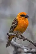 Male on La Réunion