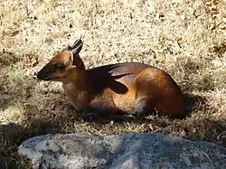 Brown bovid