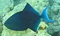 The redtoothed triggerfish is one of the relatively few planktivores of the family.