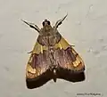 Rehimena phrynealis